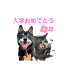 黒柴犬と猫の季節の挨拶（個別スタンプ：14）