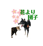 黒柴犬と猫の季節の挨拶（個別スタンプ：15）