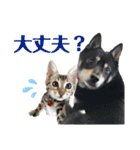 黒柴犬と猫の季節の挨拶（個別スタンプ：16）