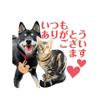 黒柴犬と猫の季節の挨拶（個別スタンプ：18）