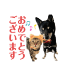 黒柴犬と猫の季節の挨拶（個別スタンプ：19）