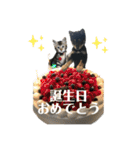 黒柴犬と猫の季節の挨拶（個別スタンプ：22）