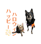 黒柴犬と猫の季節の挨拶（個別スタンプ：23）