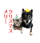 黒柴犬と猫の季節の挨拶（個別スタンプ：25）