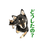 黒柴犬と猫の季節の挨拶（個別スタンプ：27）