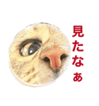 黒柴犬と猫の季節の挨拶（個別スタンプ：28）