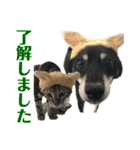 黒柴犬と猫の季節の挨拶（個別スタンプ：29）