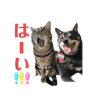 黒柴犬と猫の季節の挨拶（個別スタンプ：30）