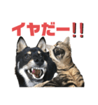 黒柴犬と猫の季節の挨拶（個別スタンプ：31）