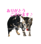 黒柴犬と猫の季節の挨拶（個別スタンプ：33）