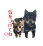 黒柴犬と猫の季節の挨拶（個別スタンプ：34）