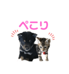 黒柴犬と猫の季節の挨拶（個別スタンプ：35）