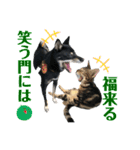 黒柴犬と猫の季節の挨拶（個別スタンプ：37）