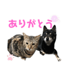 黒柴犬と猫の季節の挨拶（個別スタンプ：38）