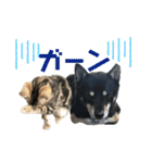 黒柴犬と猫の季節の挨拶（個別スタンプ：39）