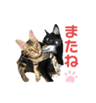黒柴犬と猫の季節の挨拶（個別スタンプ：40）