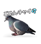 ⚫【ハト 】リアル鳩 はとぽっぽハトポッポ（個別スタンプ：2）