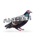 ⚫【ハト 】リアル鳩 はとぽっぽハトポッポ（個別スタンプ：3）