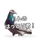 ⚫【ハト 】リアル鳩 はとぽっぽハトポッポ（個別スタンプ：10）