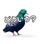 ⚫【ハト 】リアル鳩 はとぽっぽハトポッポ（個別スタンプ：18）