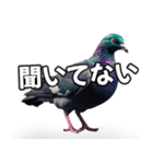 ⚫【ハト 】リアル鳩 はとぽっぽハトポッポ（個別スタンプ：19）