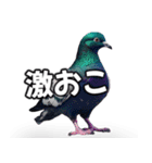 ⚫【ハト 】リアル鳩 はとぽっぽハトポッポ（個別スタンプ：20）