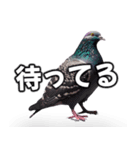 ⚫【ハト 】リアル鳩 はとぽっぽハトポッポ（個別スタンプ：21）