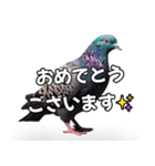 ⚫【ハト 】リアル鳩 はとぽっぽハトポッポ（個別スタンプ：22）