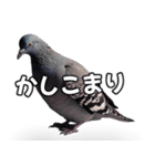 ⚫【ハト 】リアル鳩 はとぽっぽハトポッポ（個別スタンプ：24）