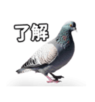 ⚫【ハト 】リアル鳩 はとぽっぽハトポッポ（個別スタンプ：25）