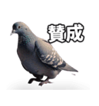 ⚫【ハト 】リアル鳩 はとぽっぽハトポッポ（個別スタンプ：27）