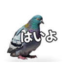 ⚫【ハト 】リアル鳩 はとぽっぽハトポッポ（個別スタンプ：28）