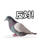 ⚫【ハト 】リアル鳩 はとぽっぽハトポッポ（個別スタンプ：29）