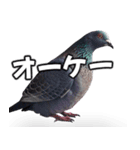 ⚫【ハト 】リアル鳩 はとぽっぽハトポッポ（個別スタンプ：30）