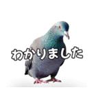 ⚫【ハト 】リアル鳩 はとぽっぽハトポッポ（個別スタンプ：31）