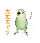 コザクラインコ ピノとその仲間たち3（個別スタンプ：5）