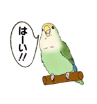 コザクラインコ ピノとその仲間たち3（個別スタンプ：8）