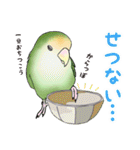 コザクラインコ ピノとその仲間たち3（個別スタンプ：21）