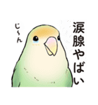 コザクラインコ ピノとその仲間たち3（個別スタンプ：22）