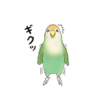 コザクラインコ ピノとその仲間たち3（個別スタンプ：33）