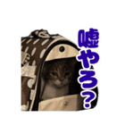 【修正版】兄んちのハルくん（個別スタンプ：3）