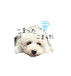 ソイチャイのスタンプ（個別スタンプ：8）