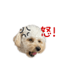 ソイチャイのスタンプ（個別スタンプ：14）
