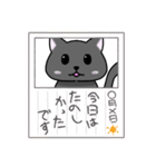 手描きねこたん（個別スタンプ：5）