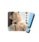 愛犬ダックスの使えるスタンプ（個別スタンプ：2）