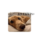 愛犬ダックスの使えるスタンプ（個別スタンプ：3）
