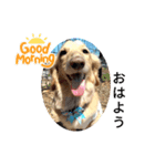 愛犬ダックスの使えるスタンプ（個別スタンプ：6）