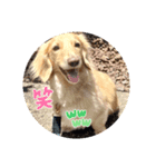 愛犬ダックスの使えるスタンプ（個別スタンプ：7）