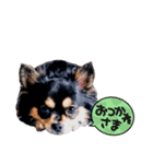 ジャビとココ（個別スタンプ：4）