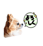 ジャビとココ（個別スタンプ：5）